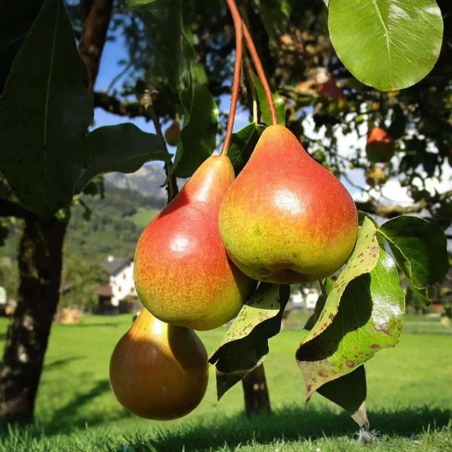Moon Glow Pear Tree 2ft Tall | Live Fruit Tree, Ready to Plant | Bare Root