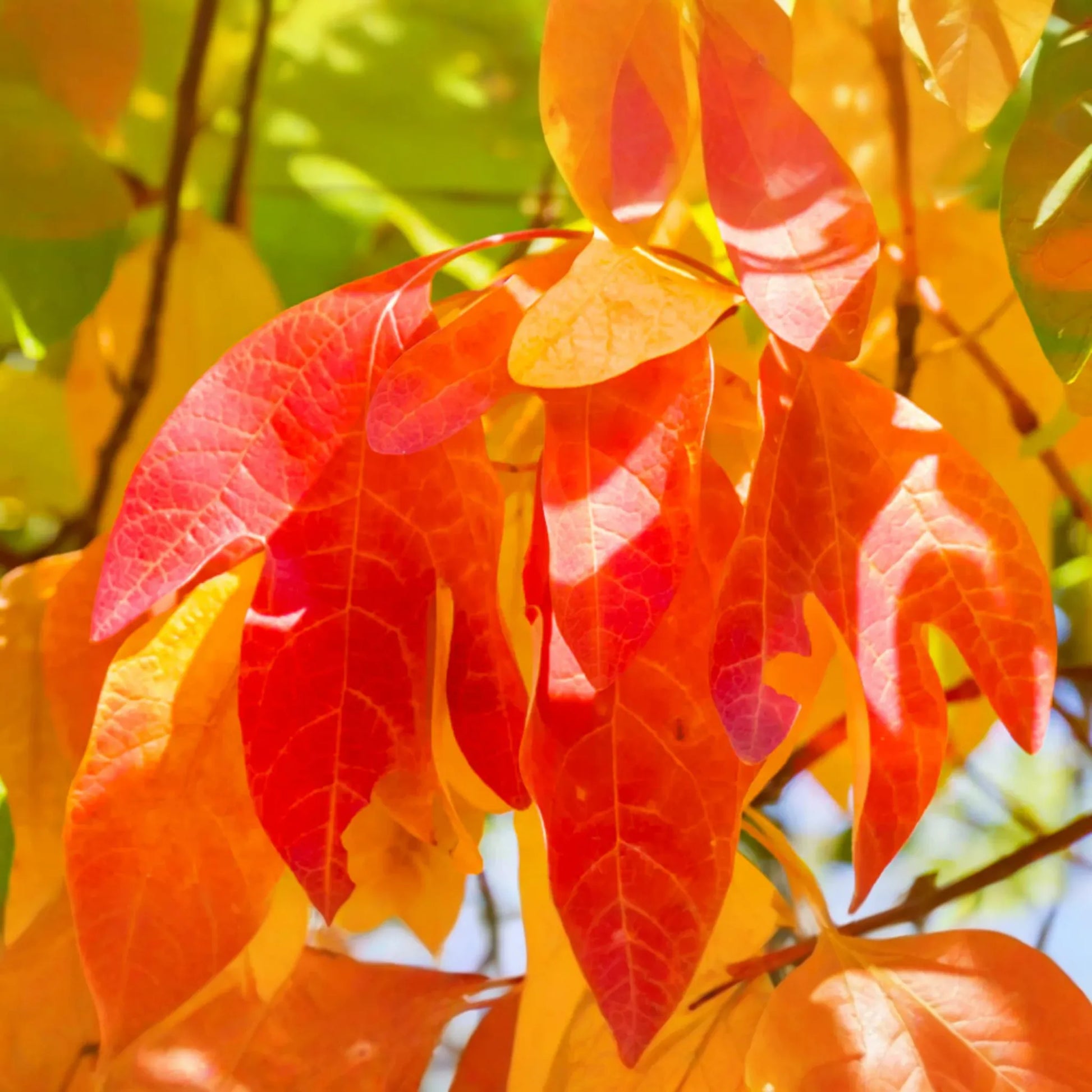 2 Sassafras Trees - 1-2 Ft Tall Live Bare Root | Aromatic Leaves | Fast Growing | Ready to Plant | Perfect for Landscaping
