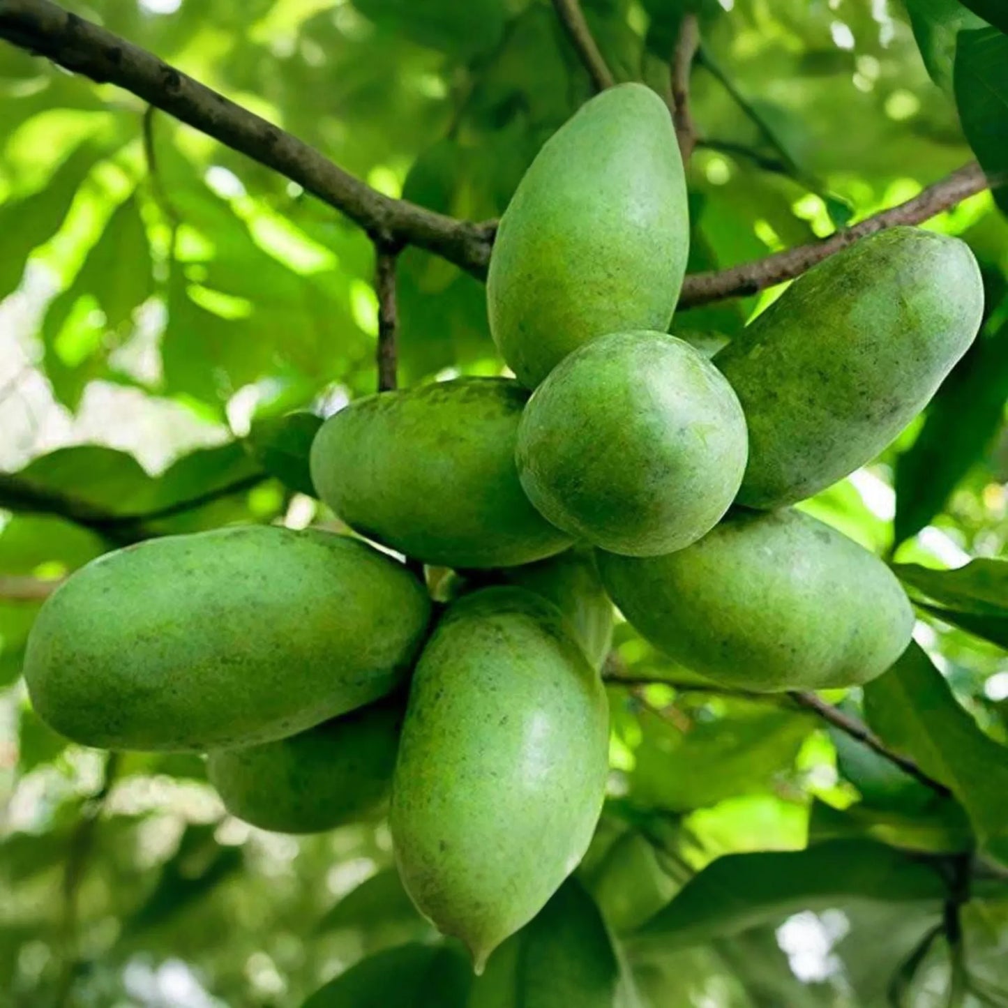 Pawpaw Tree - 1-2 Ft Tall | Live Fruit Tree | Edible Fruits | Cold Hardy | Ready to Plant | Full Sun | Perfect for Home Gardens