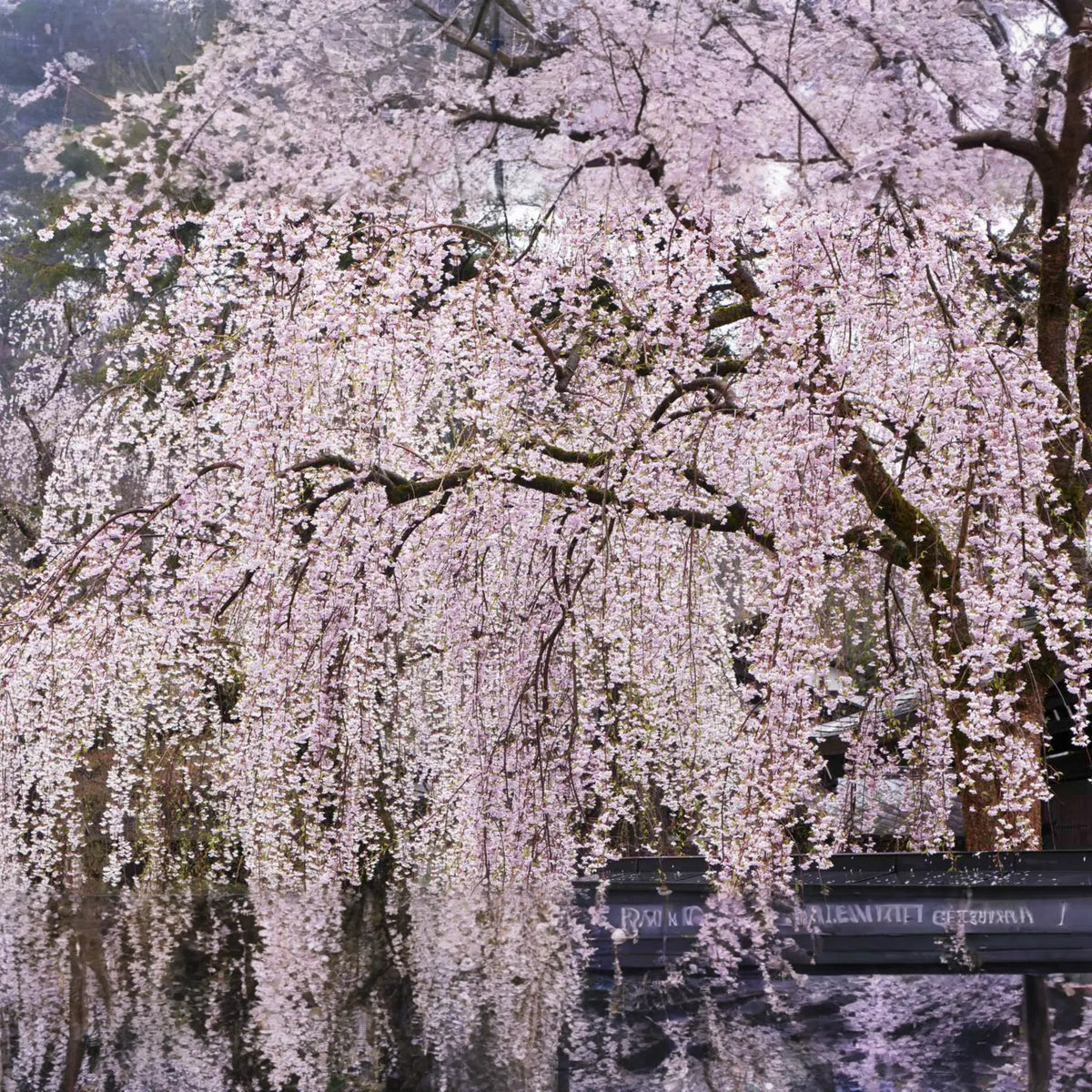 Weeping Cherry Tree – 2-3 Ft Tall | Live Flowering Tree | Bare Root | Spring Blooms | Hardy Zone 5 | Ready to Plant
