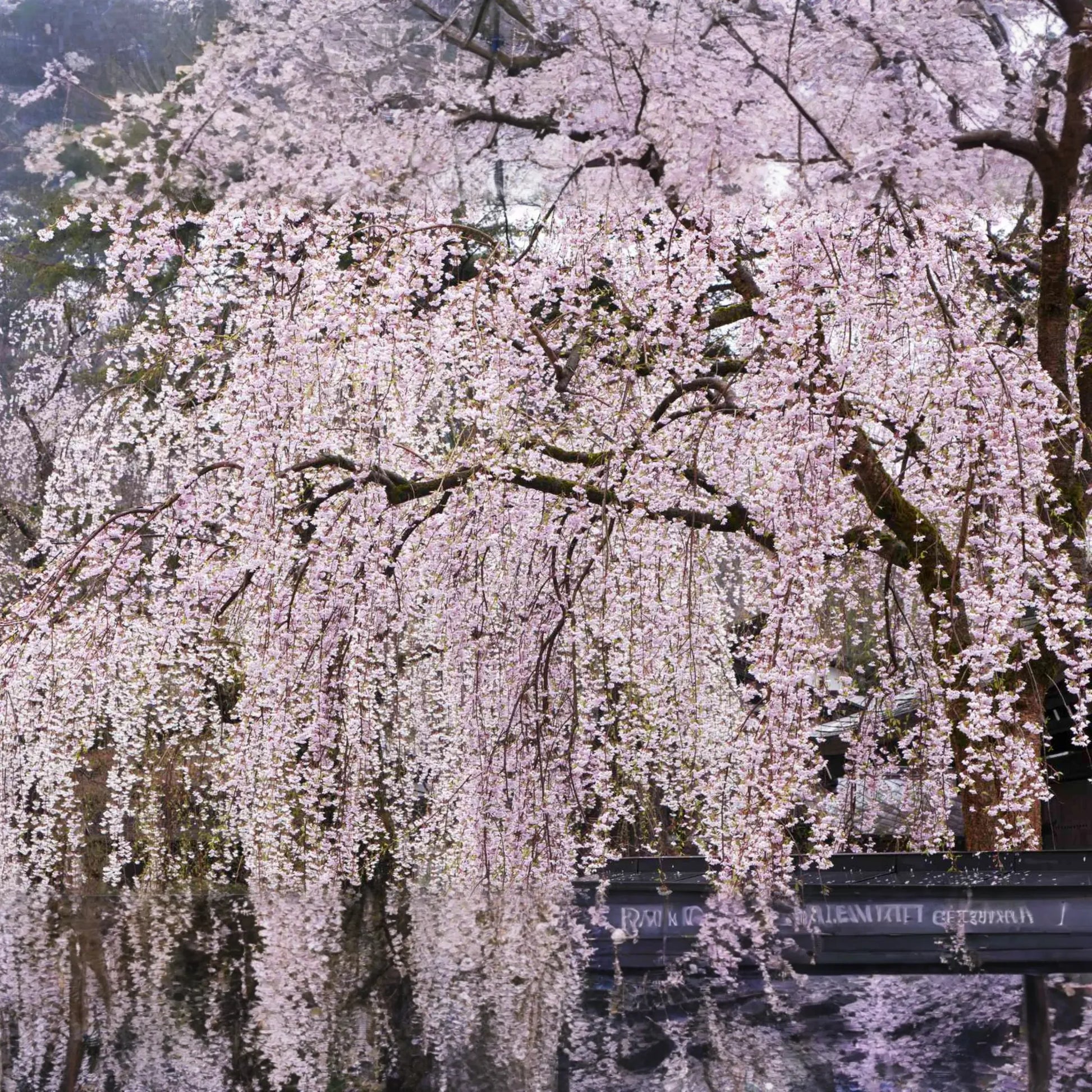 Weeping Cherry Tree – 2-3 Ft Tall | Live Flowering Tree | Bare Root | Spring Blooms | Hardy Zone 5 | Ready to Plant