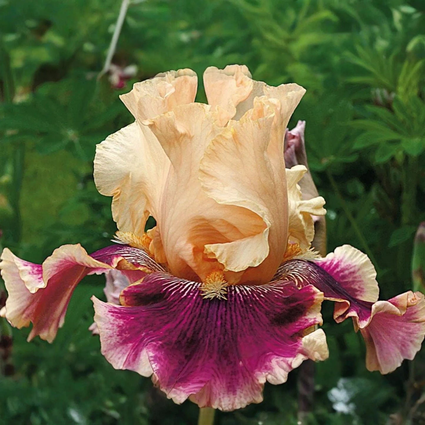 Skirting the Issue Iris Plant - Quart Pot | Apricot & Hot Pink Flowers | 40" Tall Perennial | Hardy Zones 3-10 | Easy to Grow