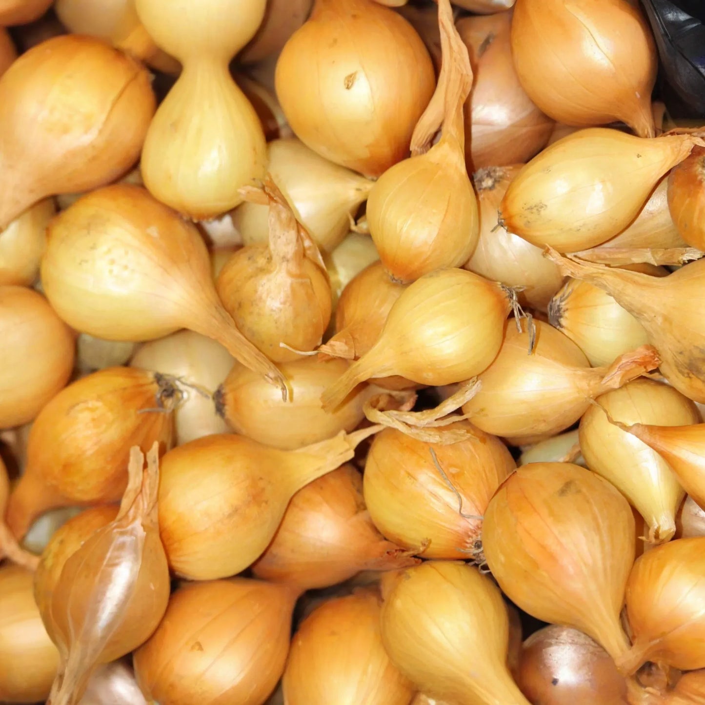 Yellow Onion Sets - Naturally Grown, Non-GMO | 8 oz. (40-60 Bulbs) | Stuttgarter Variety | Easy to Grow & Store | Shipping Now