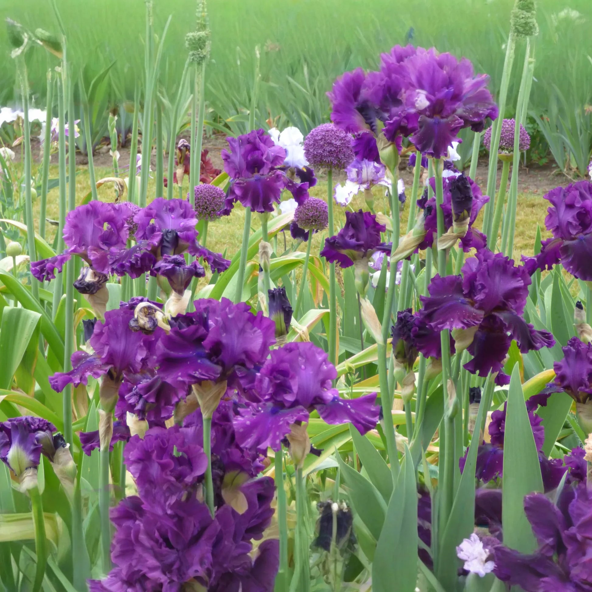 For Veronica Iris Plant - Quart Pot | Large Wine-Black Flowers | Perennial | Hardy Zones 3-10 | Deer & Drought Resistant