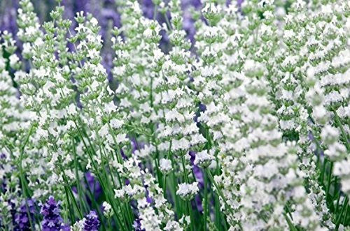 White Alba Lavender Plant - Live Lavandula angustifolia Alba Herb for Garden
