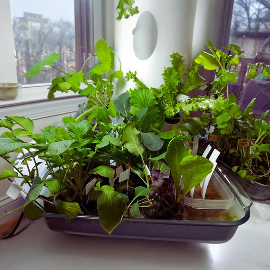 Tower Garden Seeds - Non-GMO Hydroponic & Soil Fresh Garden Seeds - Heirloom Variety - Ships Free