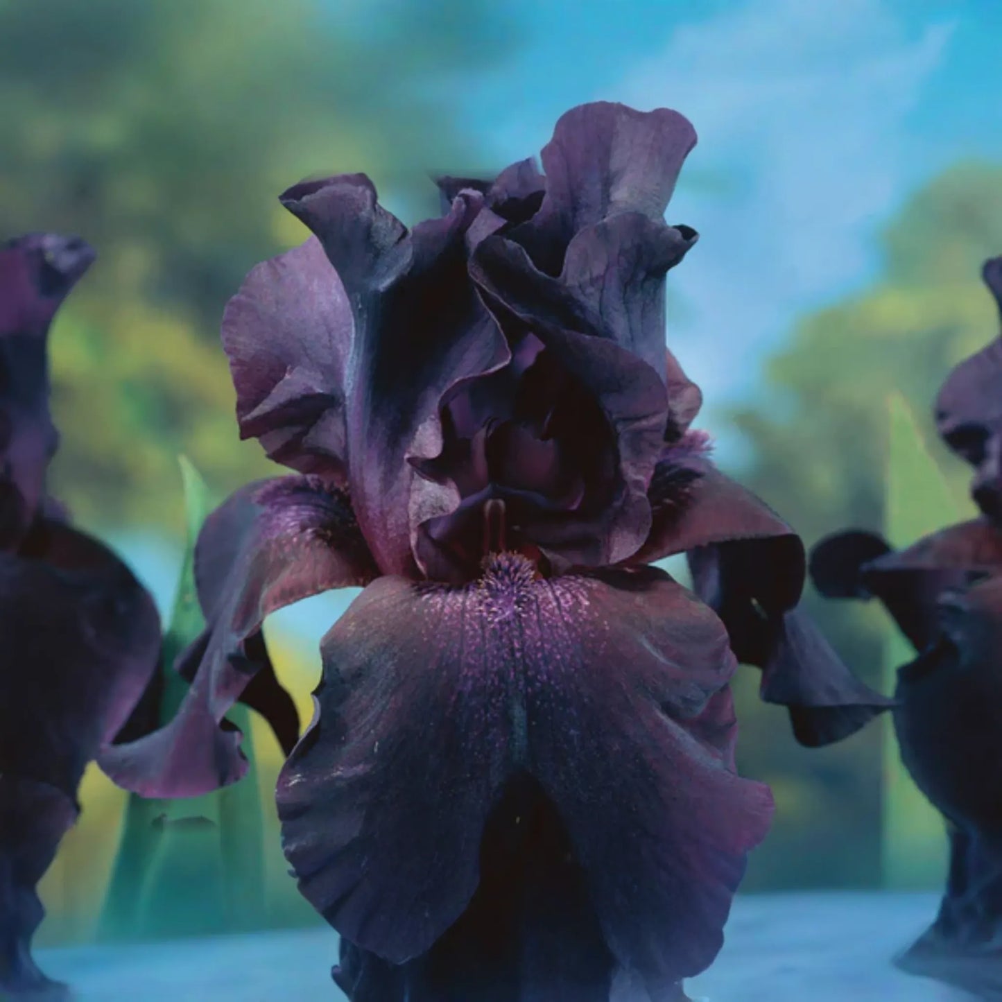 Superstition Iris Plant - Quart Pot | Deep Purple-Black Flowers | Perennial | Easy to Grow | Hardy Zones 4-10