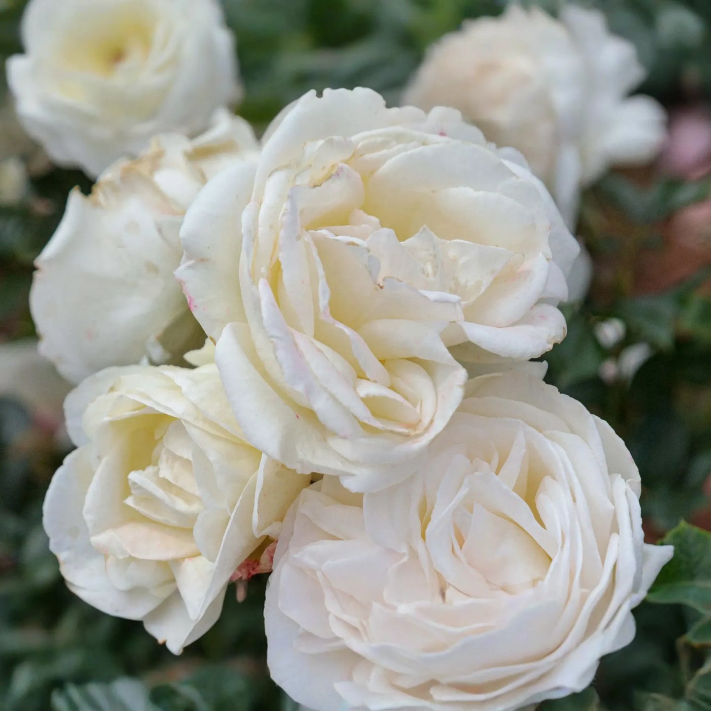 Top Cream™ Rose - 1.5 Gal Pot | Very Fragrant Creamy White Blooms | 100+ Petals | Own Root Hybrid Tea | Hardy Zones 5-10
