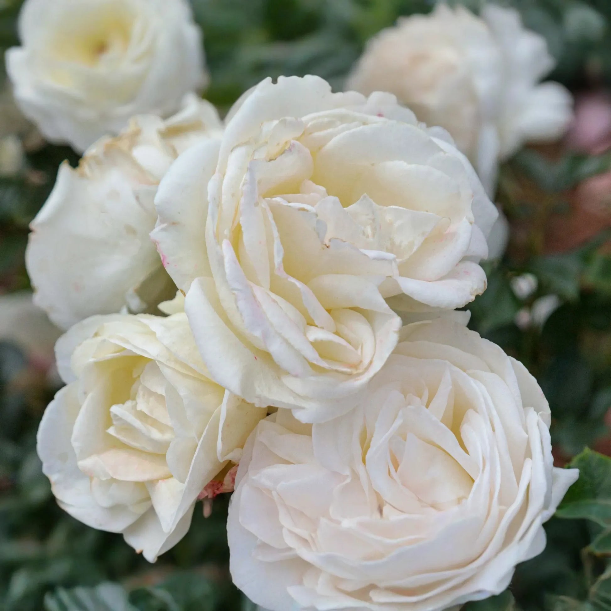 Top Cream™ Rose - 1.5 Gal Pot | Very Fragrant Creamy White Blooms | 100+ Petals | Own Root Hybrid Tea | Hardy Zones 5-10