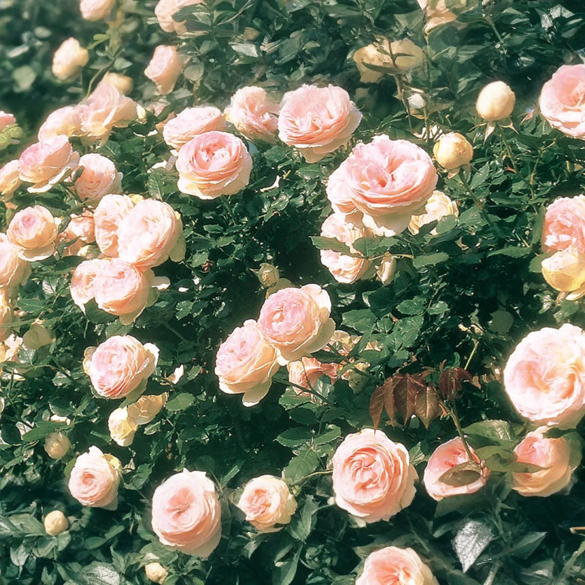 Eden Climbing Rose - 1.5 Gal Pot | Fragrant Pink Blooms | 12' Tall, Own Root, Hardy Zones 5-9 | Award-Winning & Disease Resistant