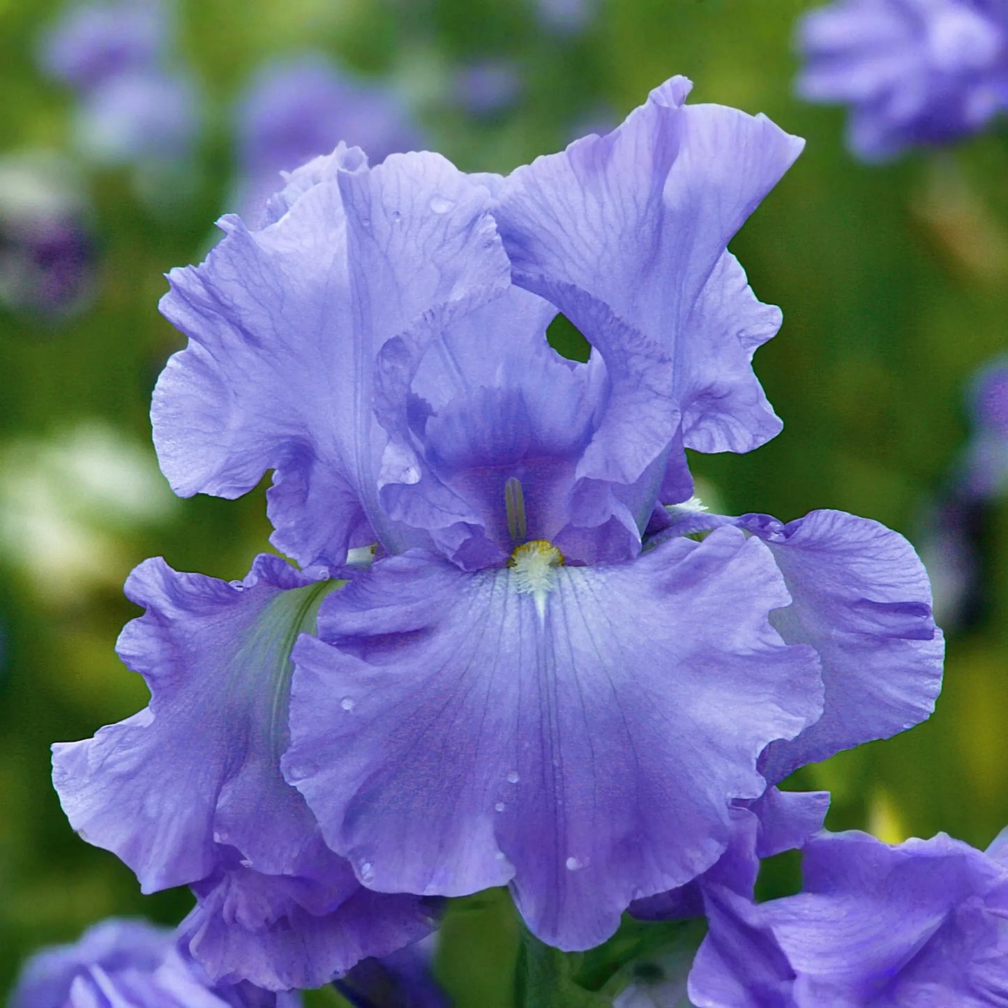 Open Ocean Bearded Iris - Quart Pot | Reblooming Lilac Blue Perennial | 38" Tall, Deer Resistant, Hardy Zones 3-10 | Strong Cut Flower