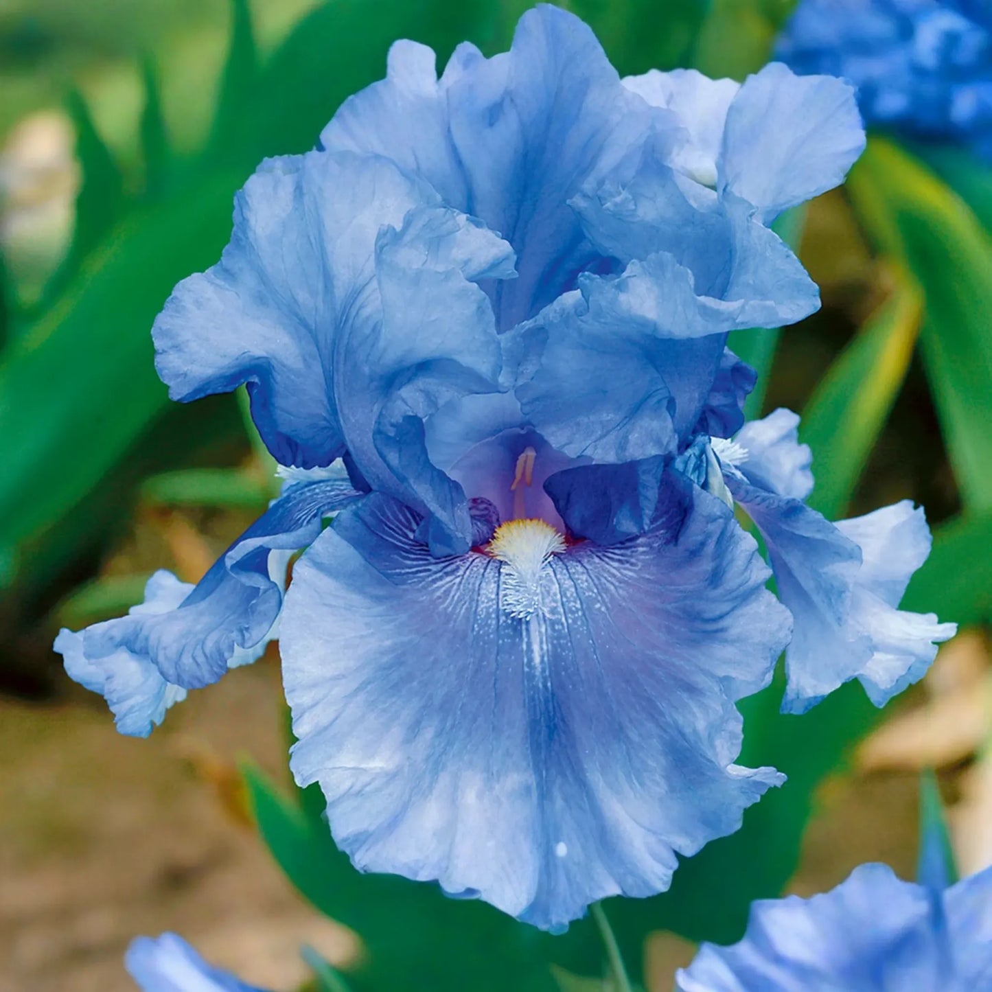 Easter Candy Iris Plant - Quart Pot | Large Blue & Yellow Flowers | Perennial, Deer Resistant, Hardy Zones 3-10 | 37" Tall