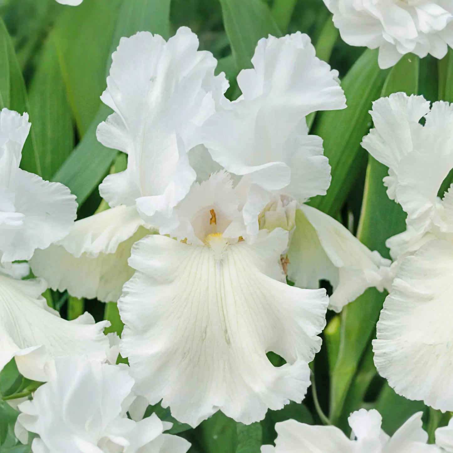 Immortality Iris Plant - Quart Pot | Fragrant Reblooming White Flowers | Perennial, Deer Resistant, Hardy Zones 3-10 | 30" Tall