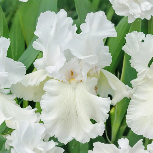 Immortality Iris Plant - Quart Pot | Fragrant Reblooming White Flowers | Perennial, Deer Resistant, Hardy Zones 3-10 | 30" Tall