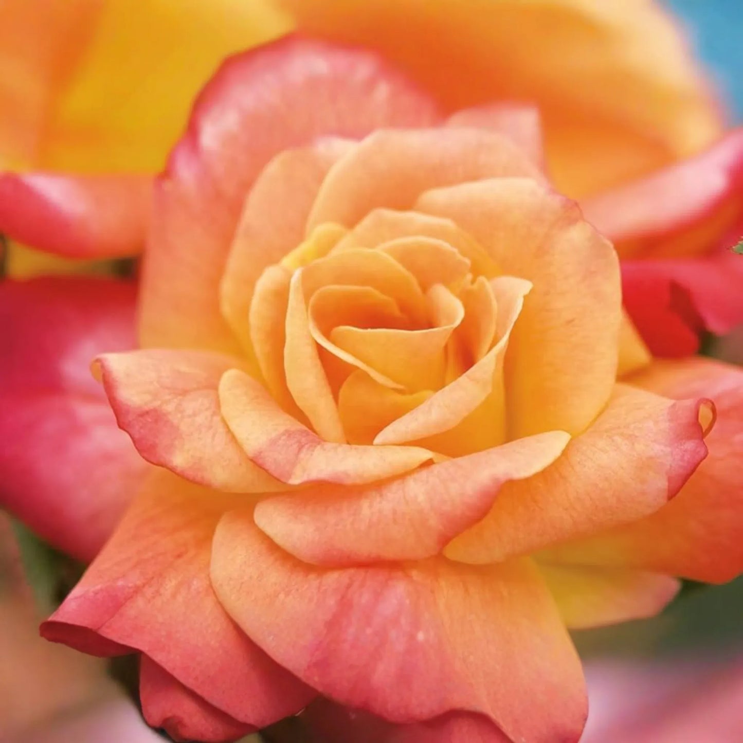 Joseph's Coat Climbing Rose - 1.5 Gal Pot | Vibrant Pink, Yellow & Orange Flowers | Own Root | Fragrant, Hardy Zones 5-9 | 10-12' Tall