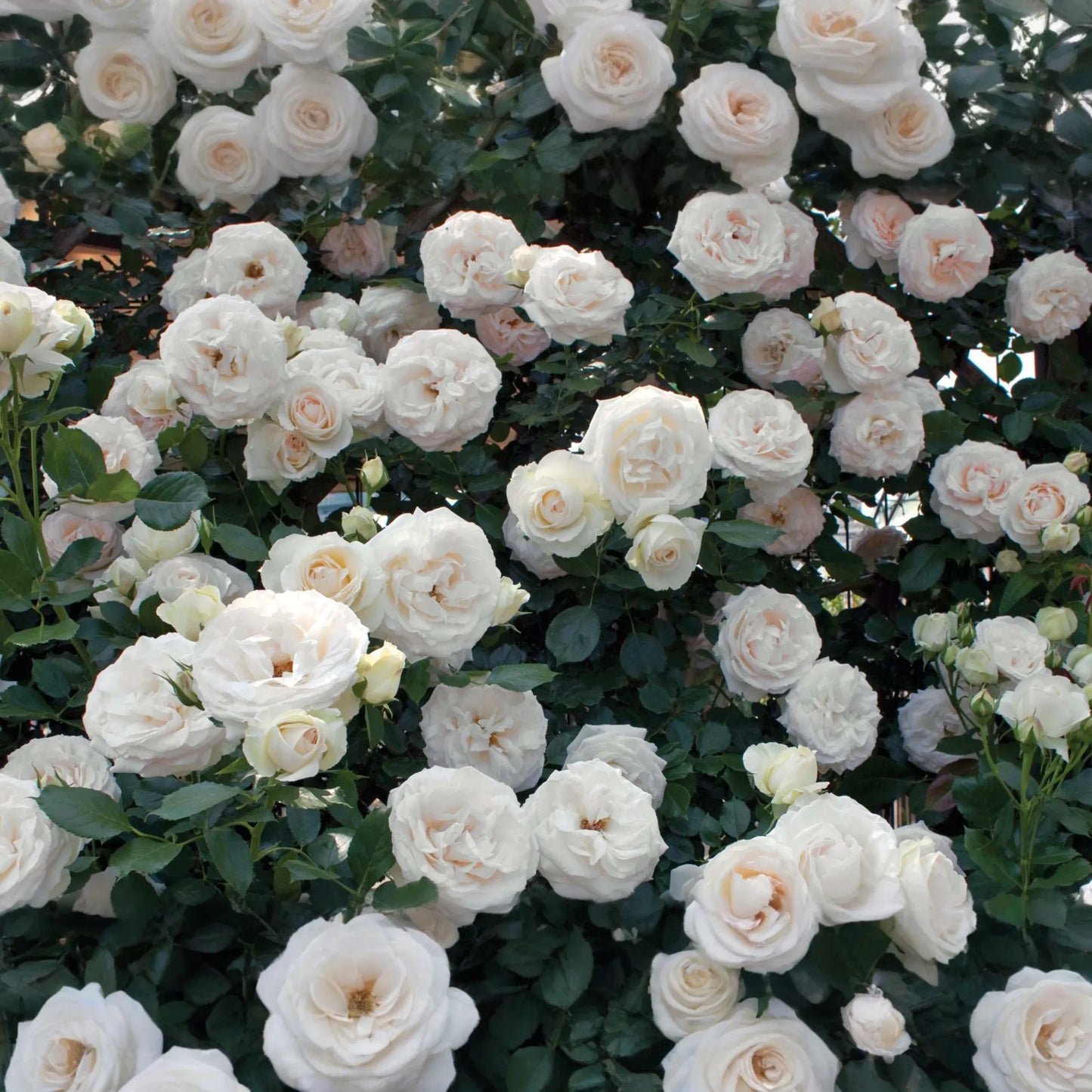 White Eden Climbing Rose - 1.5 Gal Pot | 100+ Petals | Creamy White Blush Flowers | Own Root | Hardy Zones 5-9 | 12’ Tall | Repeat Bloomer