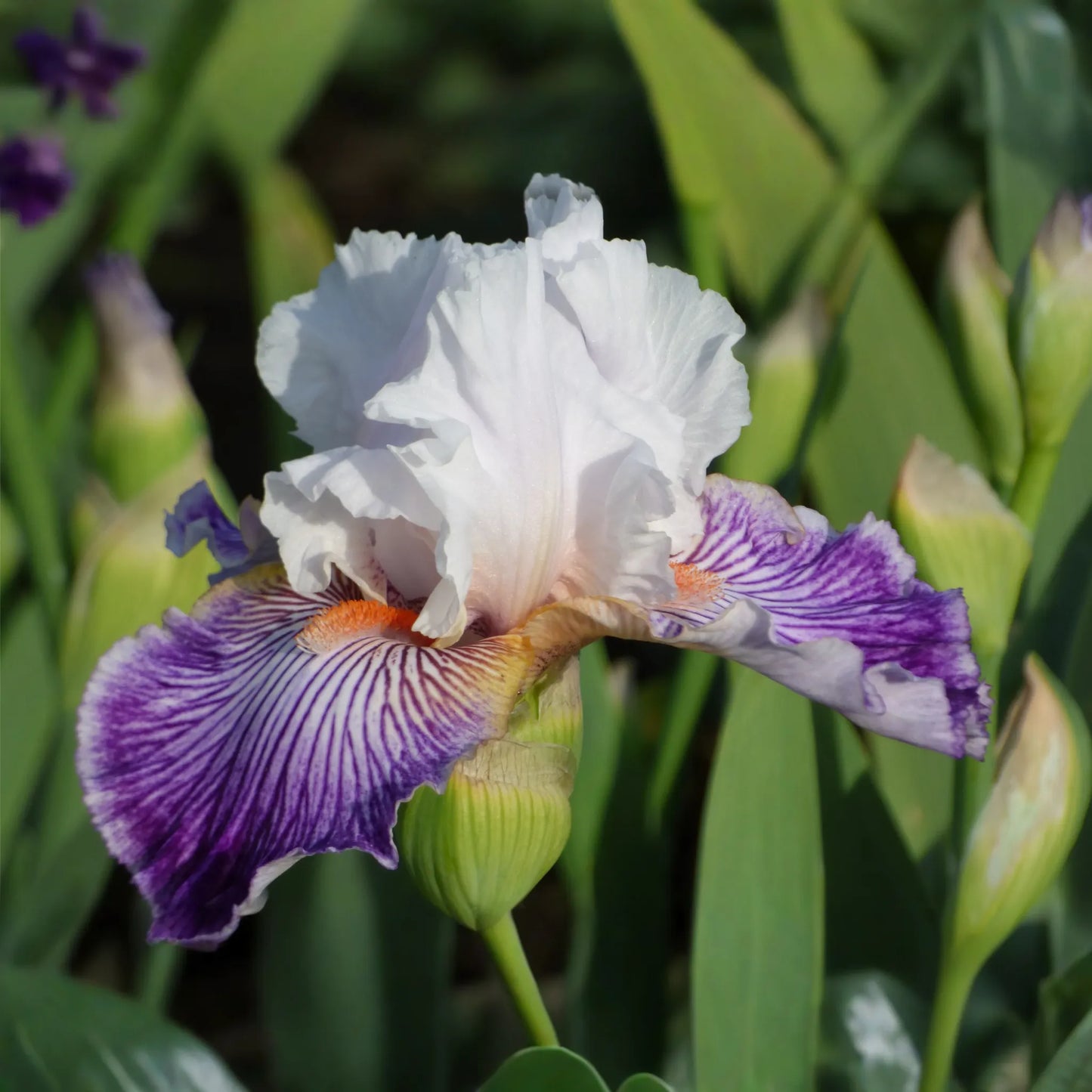 Crows Feet Iris Plant - Quart Pot | Fragrant Purple & White Blooms | Perennial | Deer-Resistant | Hardy Zones 3-10 | 27" Tall