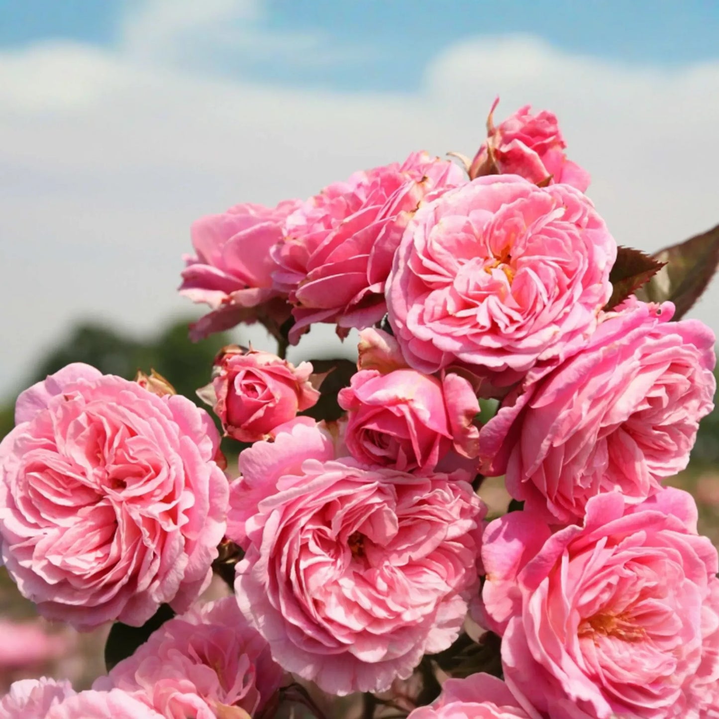 Summer Romance Rose - 1.5 Gal | Fragrant Pink Floribunda | Own-Root | Rebloomer | Apple & Licorice Scent | Hardy Zones 5-10