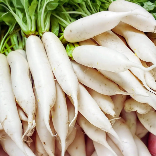 Long White Radish Seeds - 300+ Non-GMO Heirloom Vegetable Seeds for Garden Planting (Raphanus sativus)