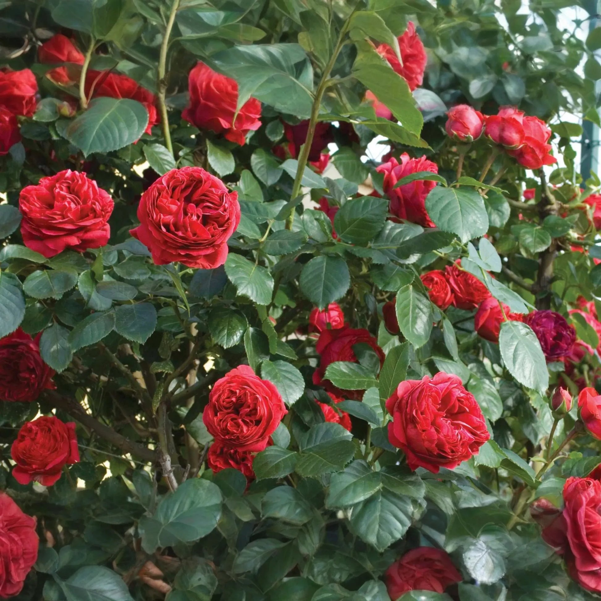 Red Eden Climbing Rose Plant - 1.5 Gal | Large Crimson Blooms | 100+ Petals | Fragrant Tea Scent | Own-Root |