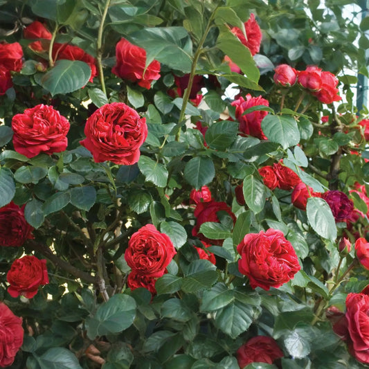 Red Eden Climbing Rose Plant - 1.5 Gal | Large Crimson Blooms | 100+ Petals | Fragrant Tea Scent | Own-Root |