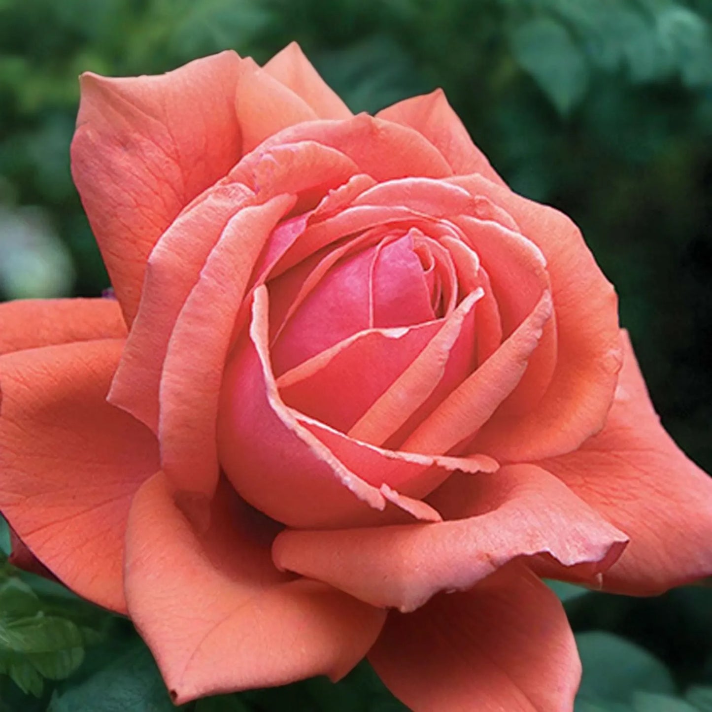 Fragrant Cloud Rose Plant - 1.5 Gal Hybrid Tea | Large Coral Red Flowers | Strong Honey Fragrance | 5" Blooms |