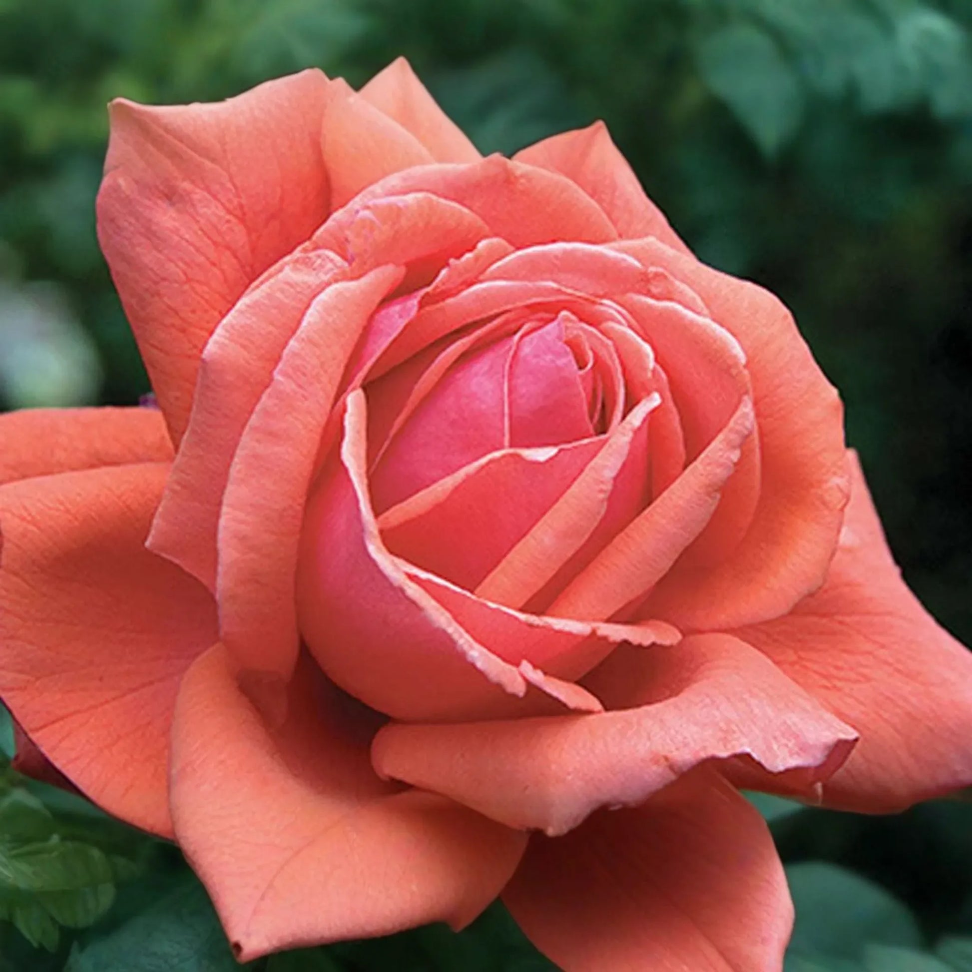 Fragrant Cloud Rose Plant - 1.5 Gal Hybrid Tea | Large Coral Red Flowers | Strong Honey Fragrance | 5" Blooms |