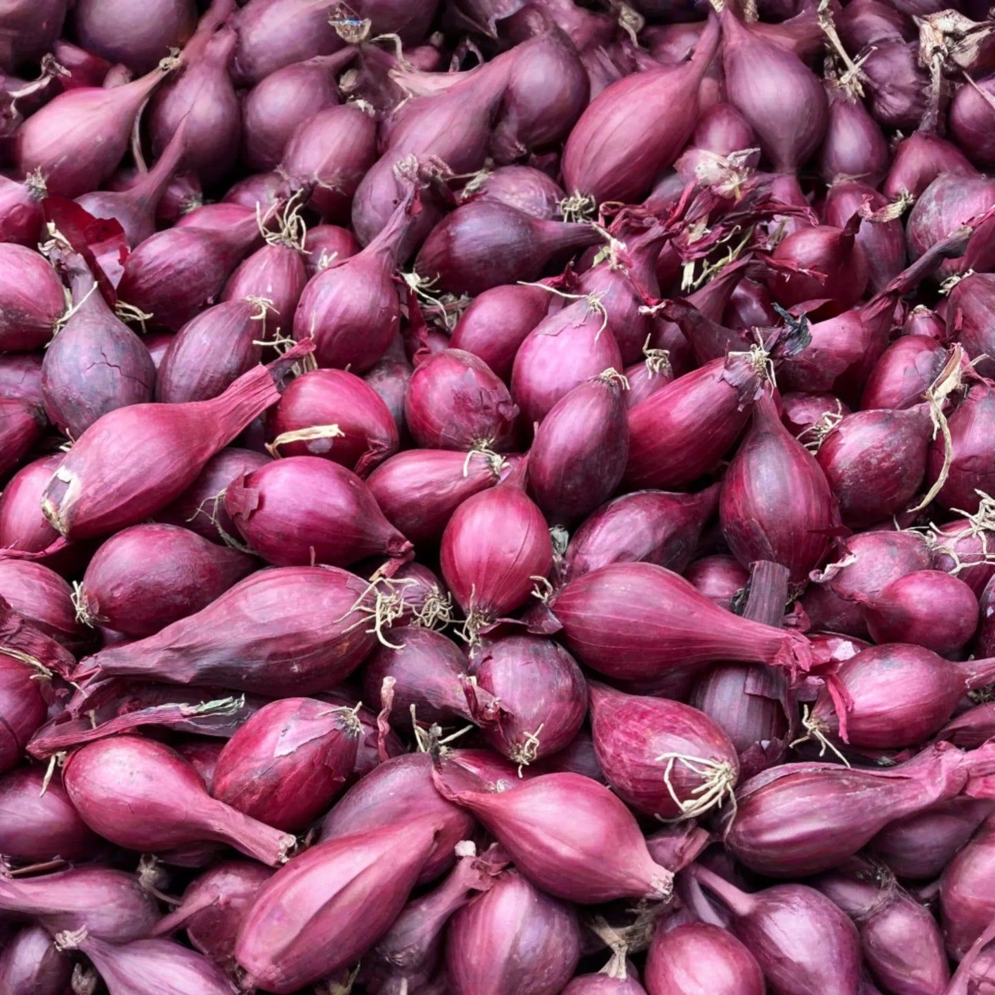 Red Onion Sets - 8 oz. (40-60 Bulbs) | Naturally Grown, Non-GMO | Red Baron Variety | Long-Day, Storage Onion |