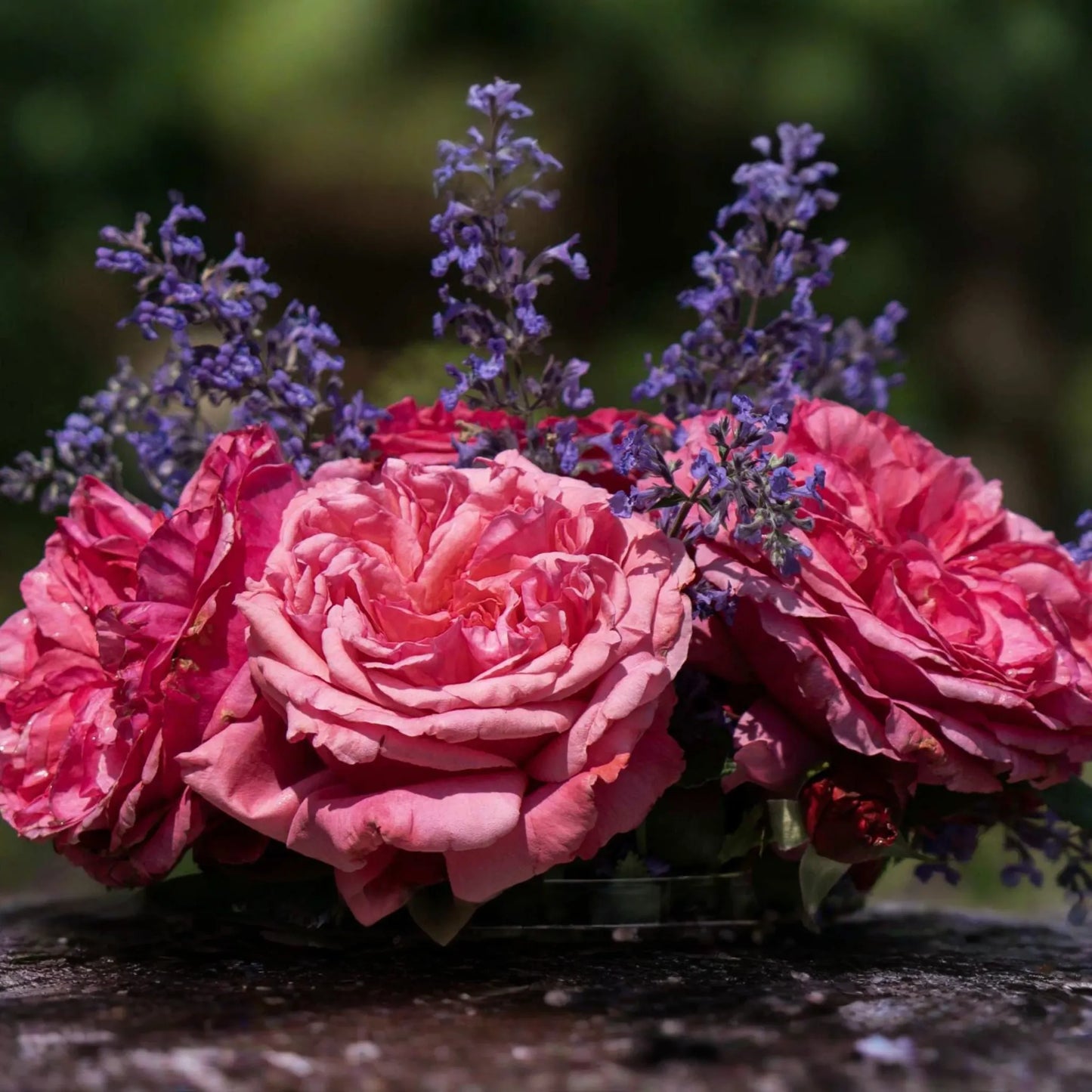 Loves Me Loves Me Not Rose - 5' Tall | Fragrant Deep Pink Hybrid Tea | 1.5 Gal Pot | 200+ Petals | Reblooming, Own-Root | Zones 5-10