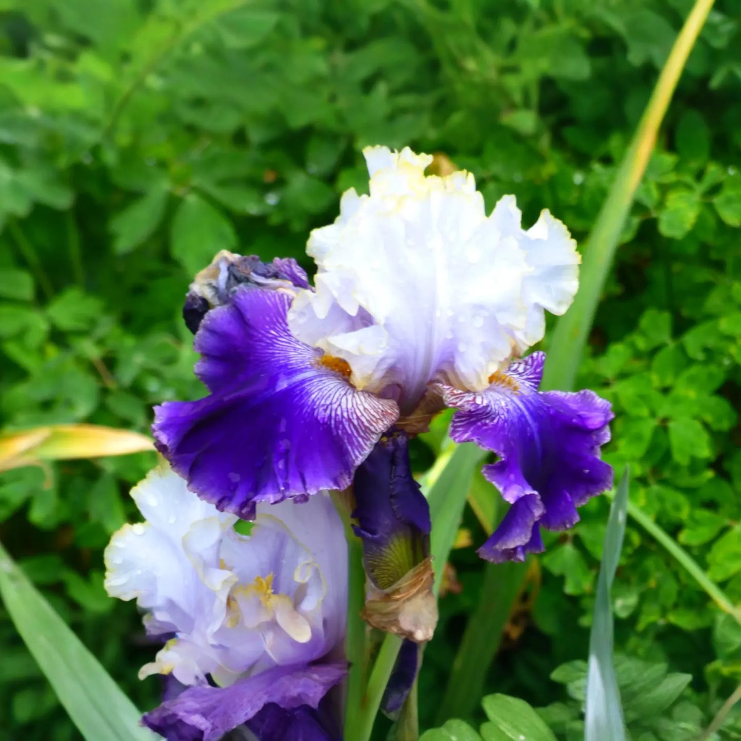Slovak Prince Iris - 36" Tall | Fragrant Purple, White & Gold Flowers | Quart Pot | Perennial, Deer-Resistant | Zones 3-10