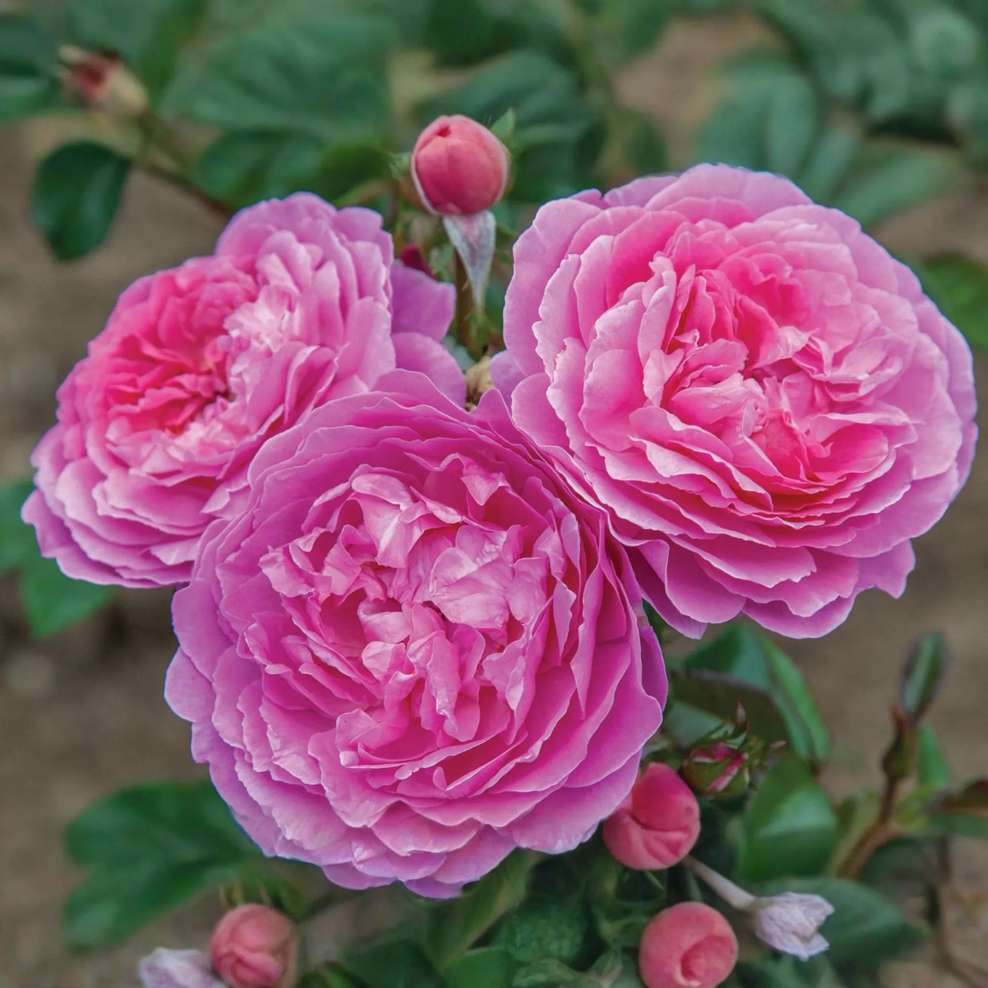 Orchid Romance Rose - 1.5 Gal Pot | Fragrant Pink-Lavender Floribunda | Reblooming, Disease-Resistant | Zones 5-10