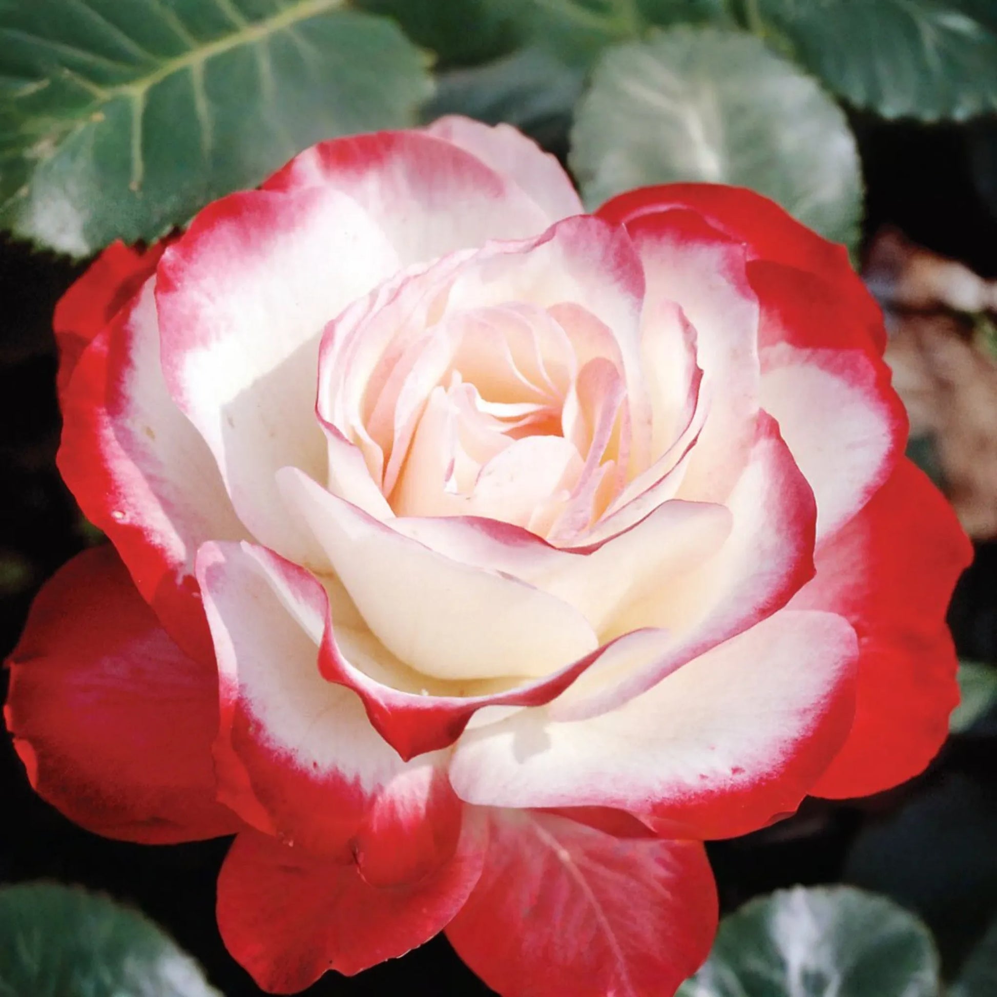 Cherry Parfait Rose - 1.5 Gal Pot | Fragrant Red & White Grandiflora | Own-Root, Heavy Reblooming | Zones 5-10