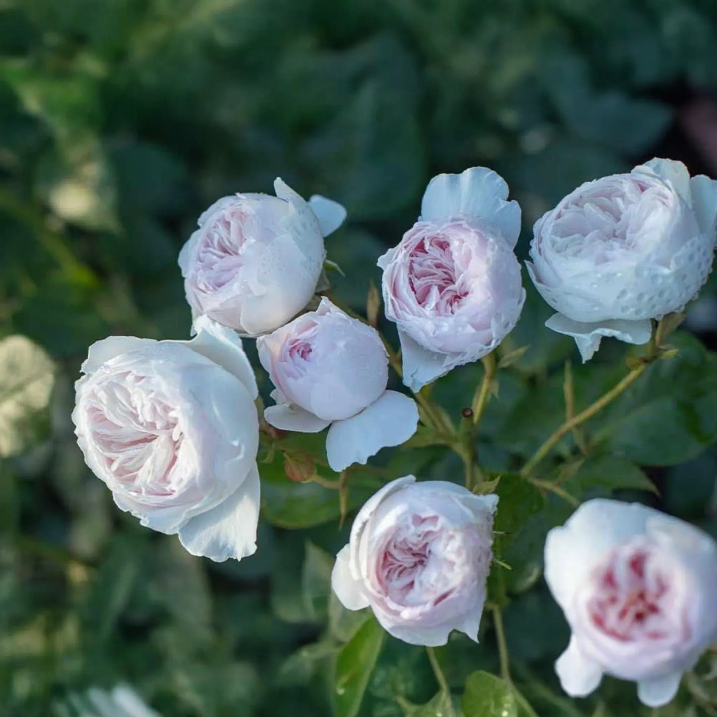 Earth Angel Parfuma Rose - 1.5 Gal Pot | Very Fragrant Blush Pink Peony Blooms | Own-Root Floribunda | Zones 5-10