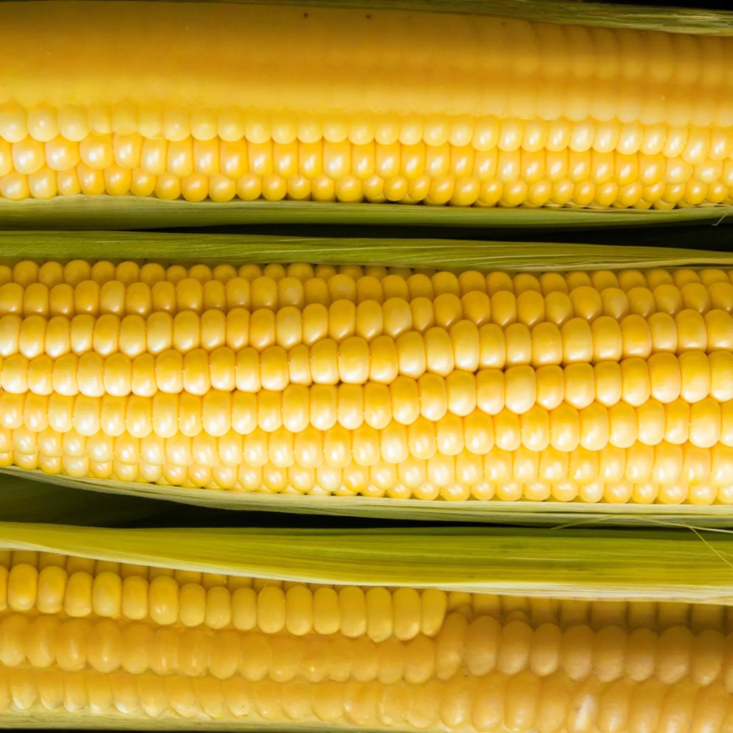 Baby Corn Seeds - Non-GMO Heirloom Fresh Garden Seeds for Pickling - Ideal for Home Gardening & Preserving