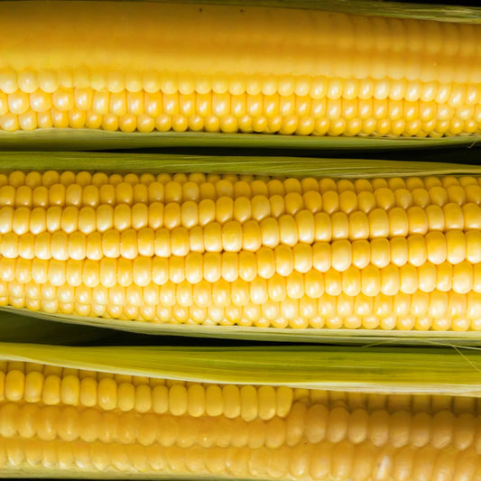 Baby Corn Seeds - Non-GMO Heirloom Fresh Garden Seeds for Pickling - Ideal for Home Gardening & Preserving