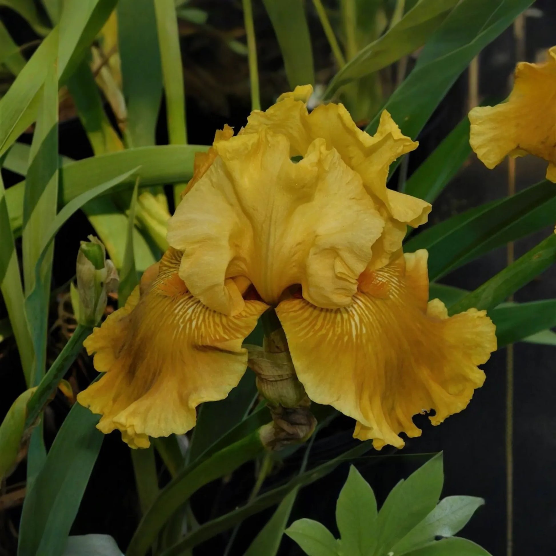 Oregon Firestorm Iris - Quart Pot | Yellow Reblooming Perennial | Deer-Resistant | Drought-Tolerant | Zones 3-10