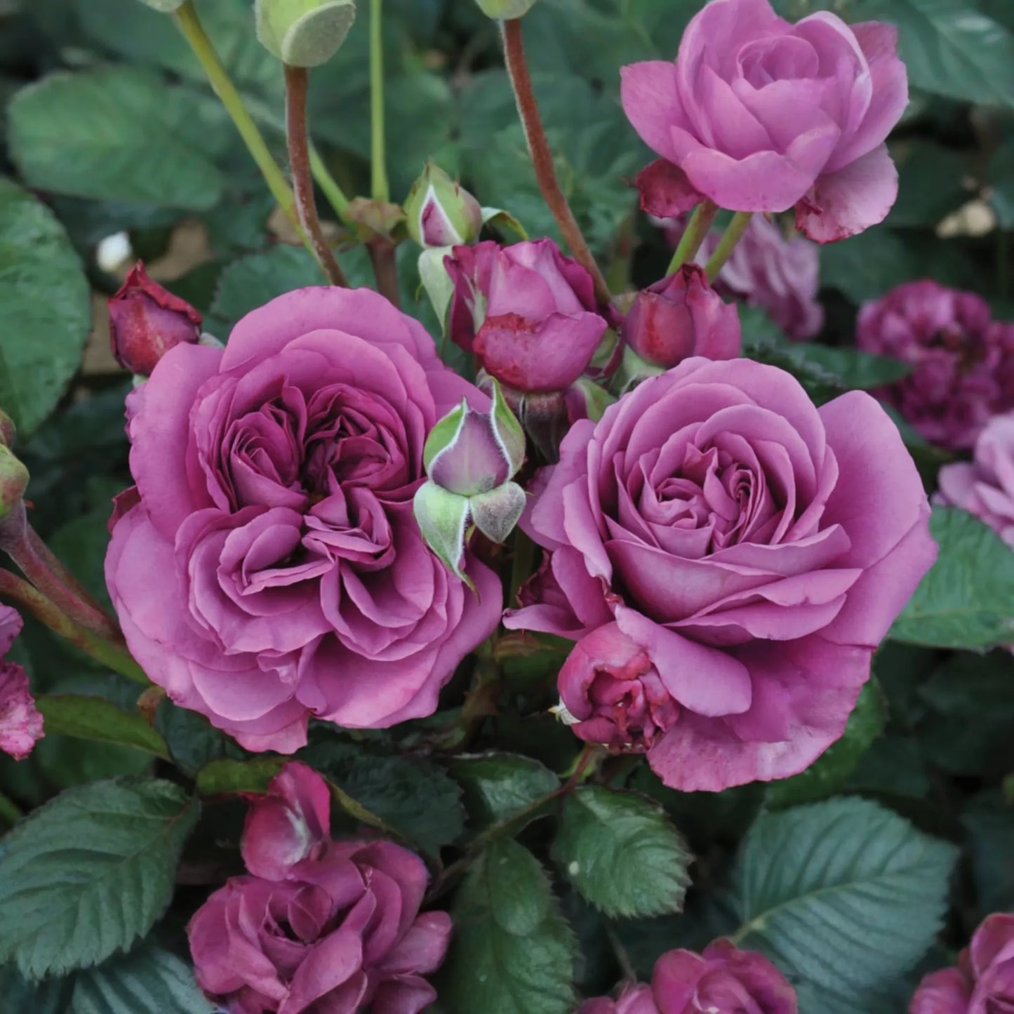 Plum Perfect™ Rose - 1.5 Gal Potted | Purple Double Blooms | Heat & Humidity Tolerant | Own-Root, Reblooming | Zones 5-10