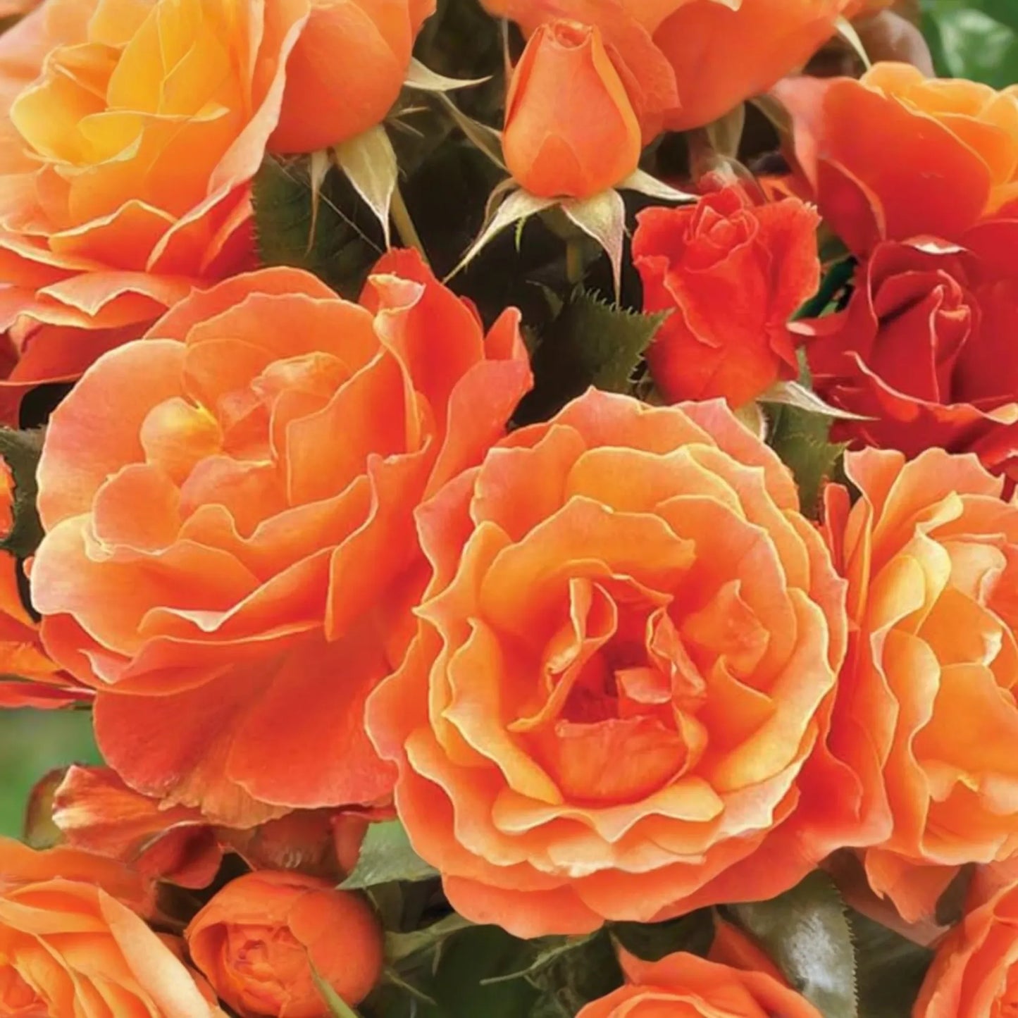 Gingersnap Rose Plant - 1.5 Gal Potted | Bright Orange Reblooming Floribunda | Fragrant & Pesticide-Free | Zones 5-10