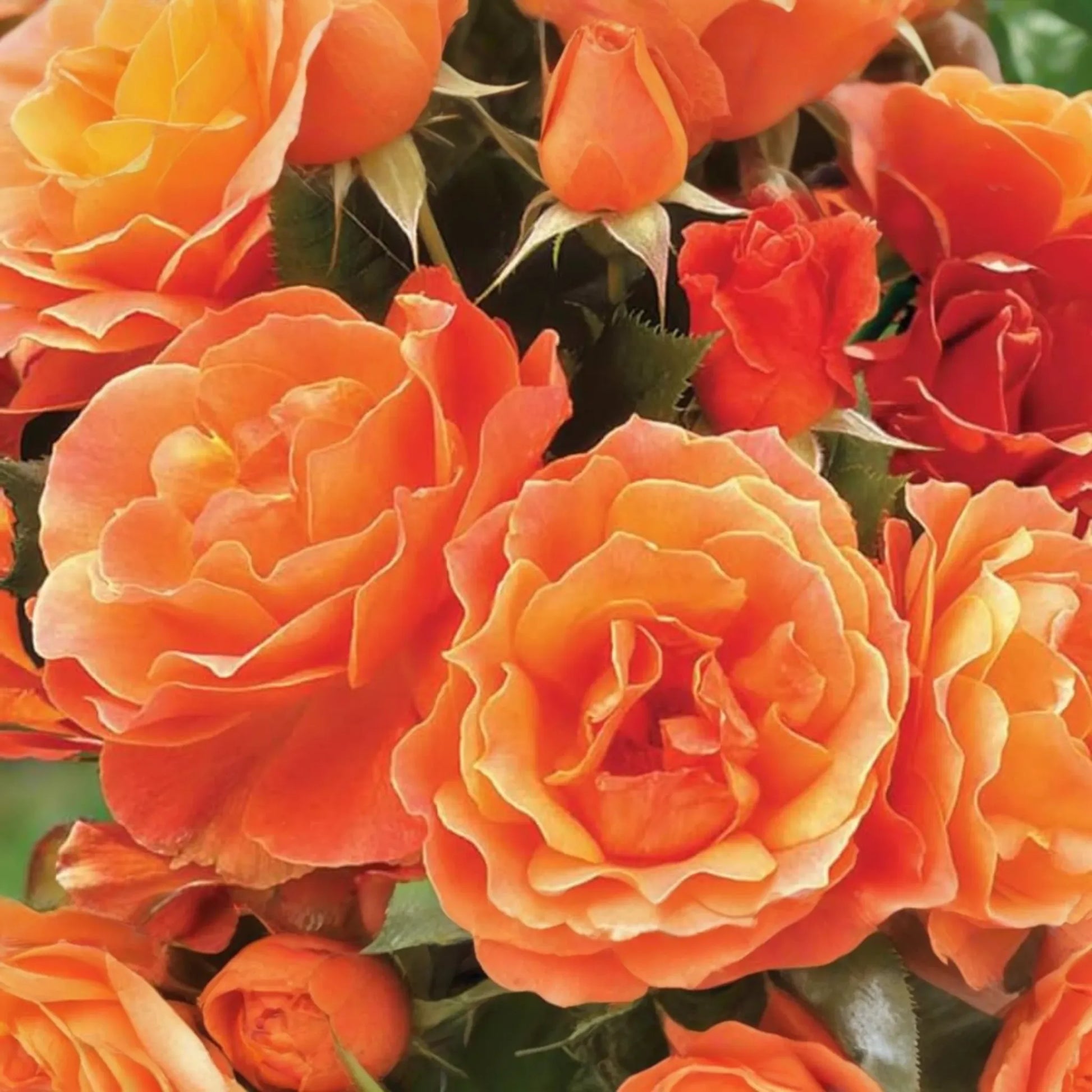Gingersnap Rose Plant - 1.5 Gal Potted | Bright Orange Reblooming Floribunda | Fragrant & Pesticide-Free | Zones 5-10