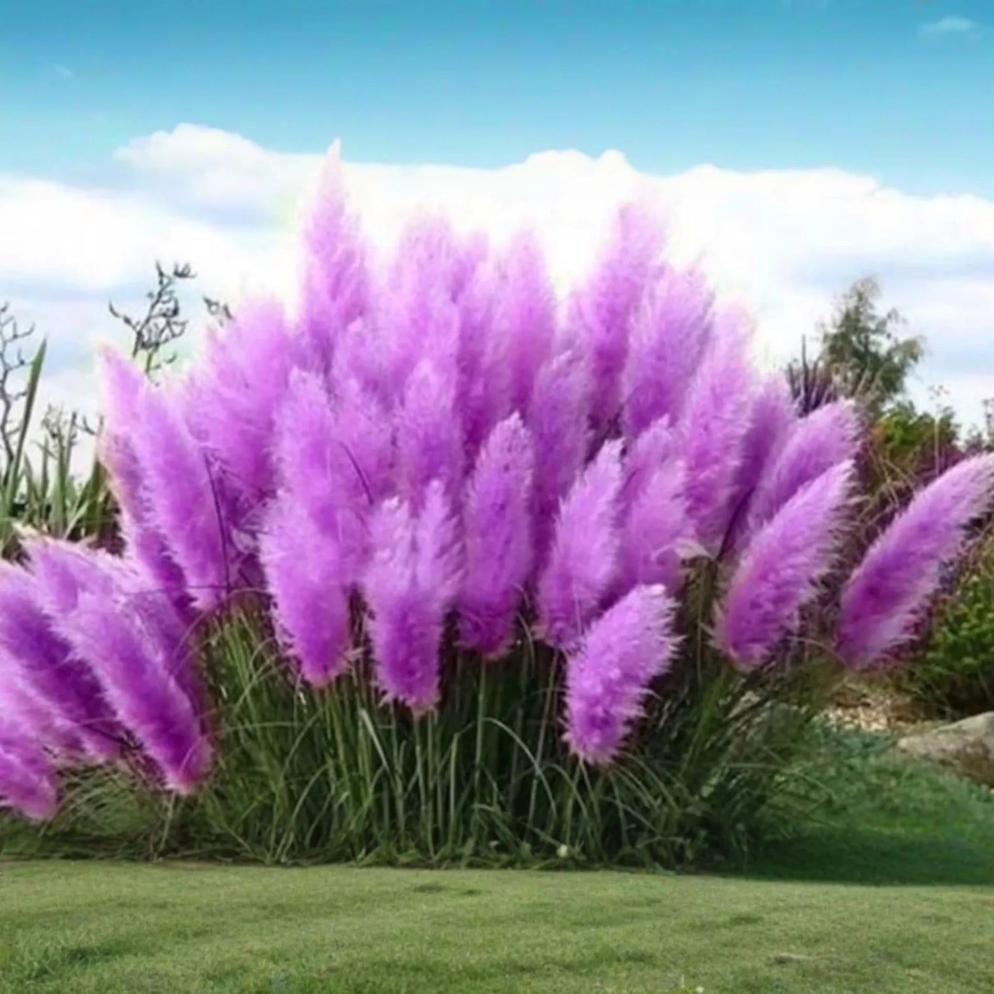 Purple Pampas Grass (Cortaderia selloana) - 4 Live Plugs, 3-5" Tall | Ornamental Grass with Dusty-Purple Plumes