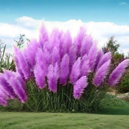 Purple Pampas Grass (Cortaderia selloana) - 4 Live Plugs, 3-5" Tall | Ornamental Grass with Dusty-Purple Plumes