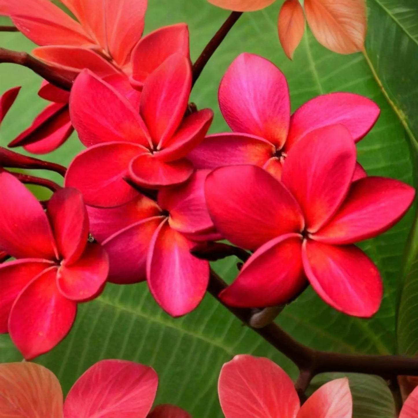 Hawaiian Red Plumeria (Frangipani) 8" Rooted Plant with Leaves - Mavina | Fragrant Tropical Flower Starter
