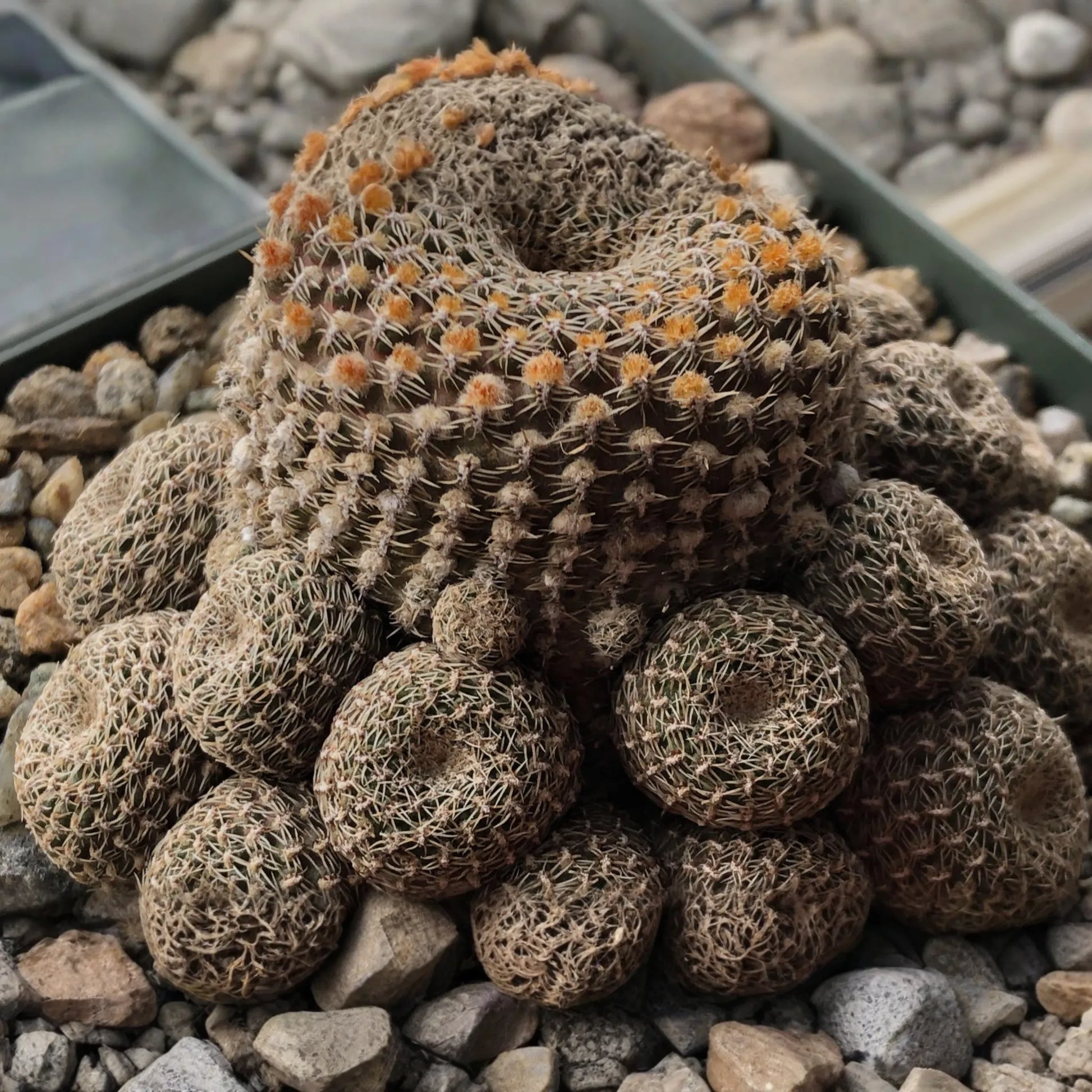 LOBIVIA FAMATIMENSIS CRISTATA purple - Rare Grafted Cactus, Brain Coral Shape, Orange Blooms