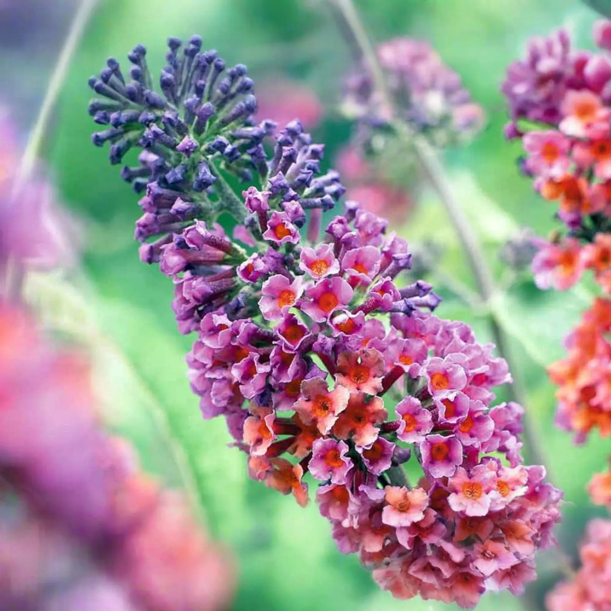 2-Pack Bicolor Butterfly Bush Live Plants (Buddleia) | Fast-Growing, Fragrant, Drought-Hardy, Butterfly Magnet