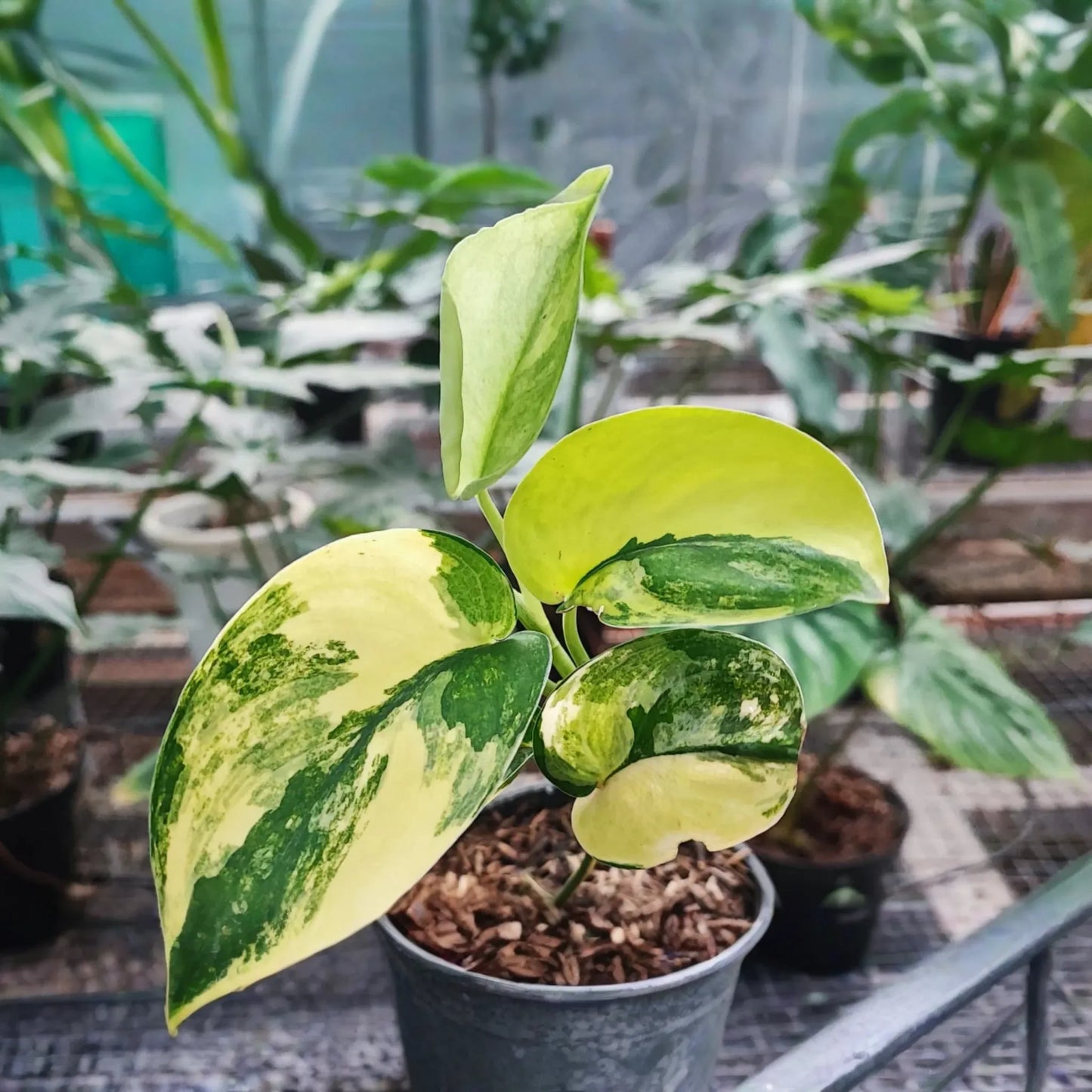Scindapsus Jade Satin Aurea Rooted Cutting in Prop Cup | Rare Variegated Houseplant with Green & Yellow Foliage