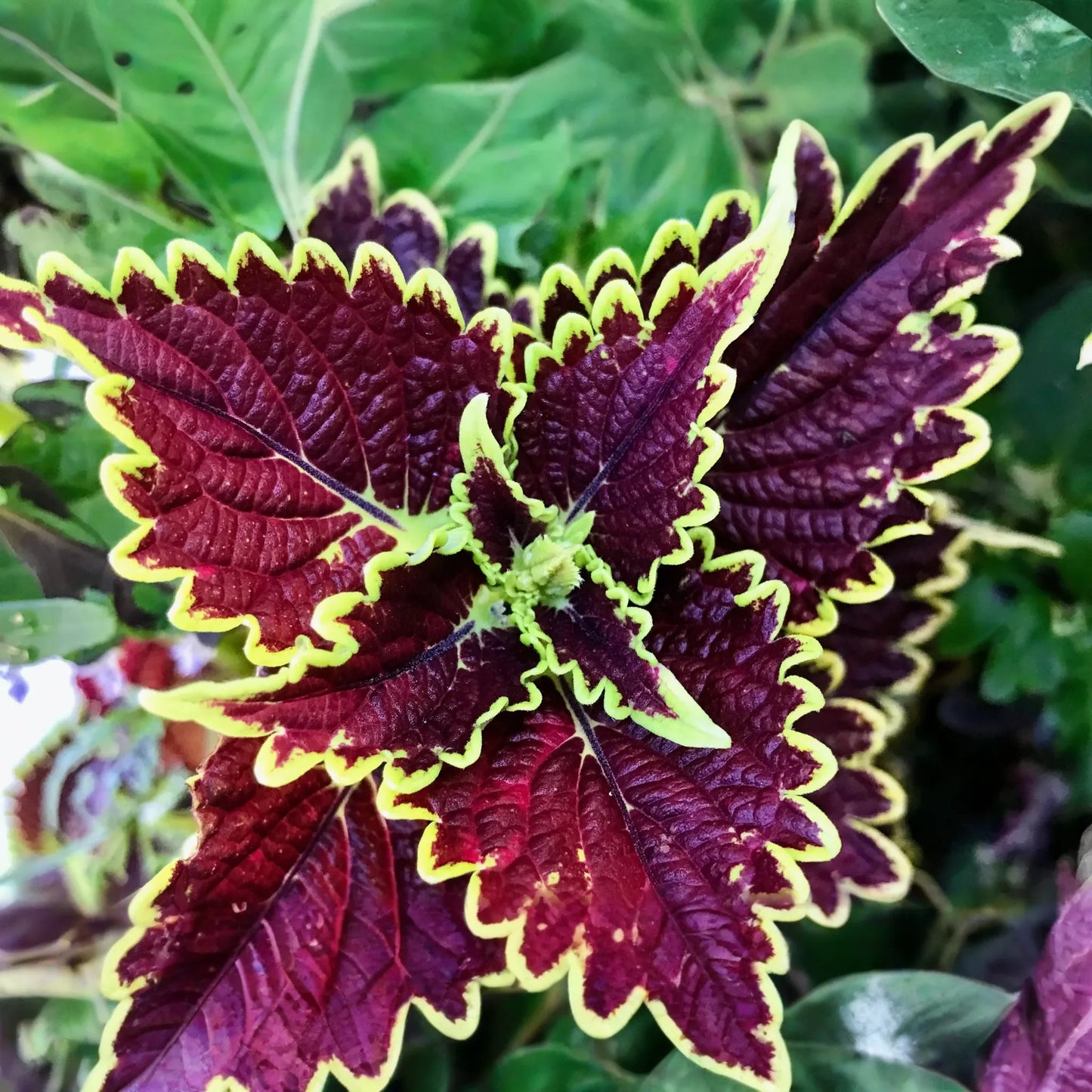Felix Coleus Rooted Cutting | Vibrant Foliage Starter Plant | Easy Care for Indoor & Outdoor Gardens