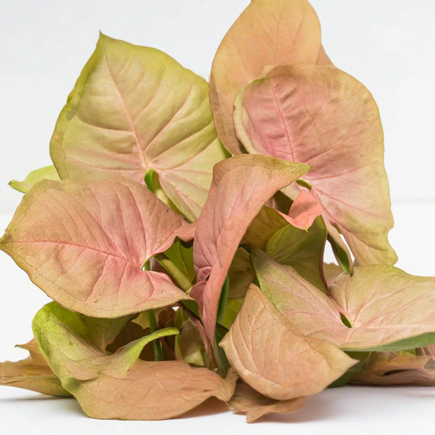 Neon Robusta Pink Syngonium Podophyllum - 6" Arrowhead Vine Philodendron Starter Cutting, Easy Houseplant