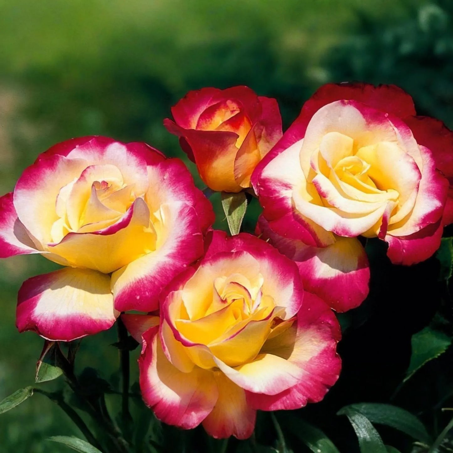Large Fragrant Double Delight Rose - 5 Stems for Planting, Ornate Blooms, Long Stems, Perfect for USA Garden