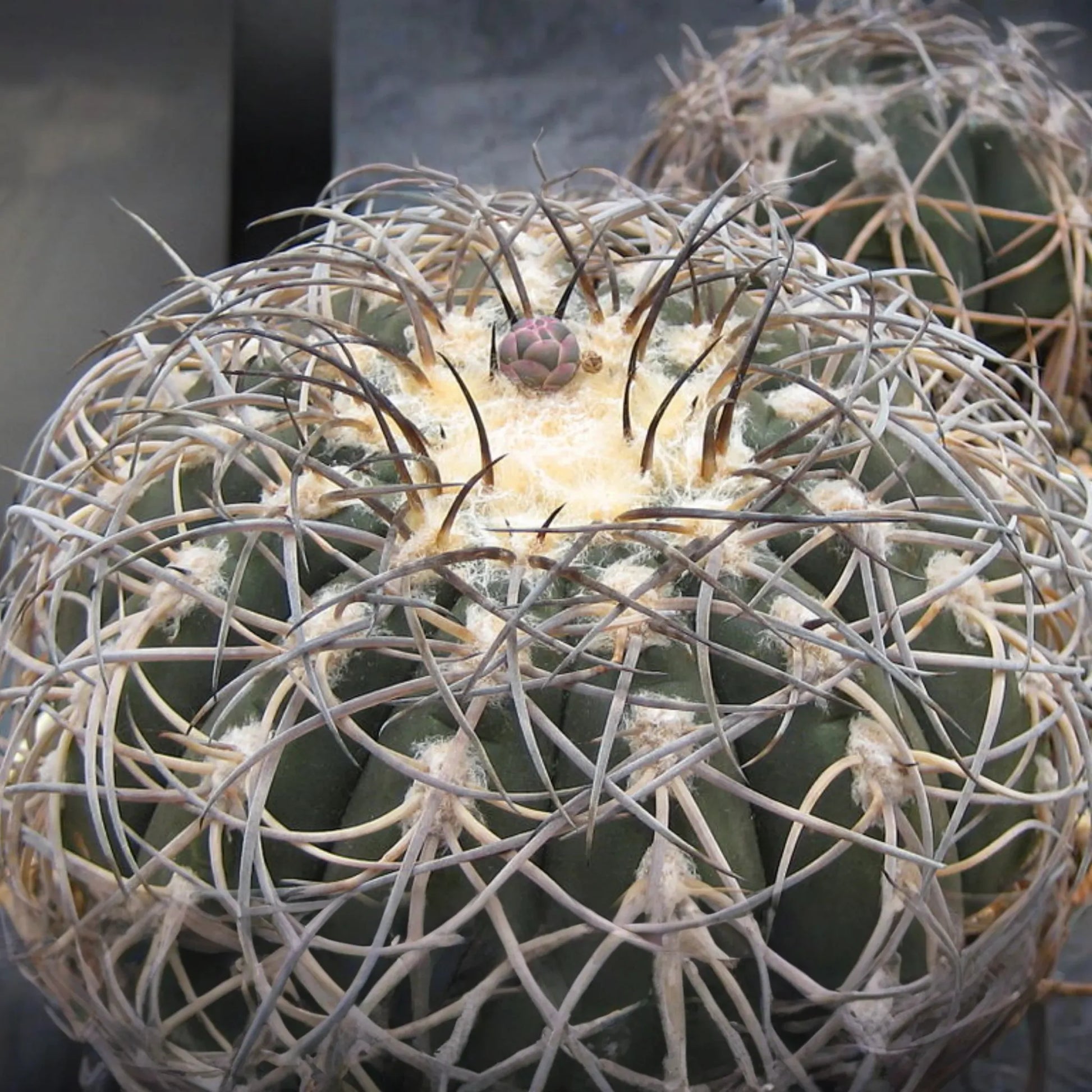 Gymnocalycium spegazzinii armatum Cactus - Live Succulent Plant, 3-4 cm Tall, Rare, Hardy, Beautiful Twisted Spines