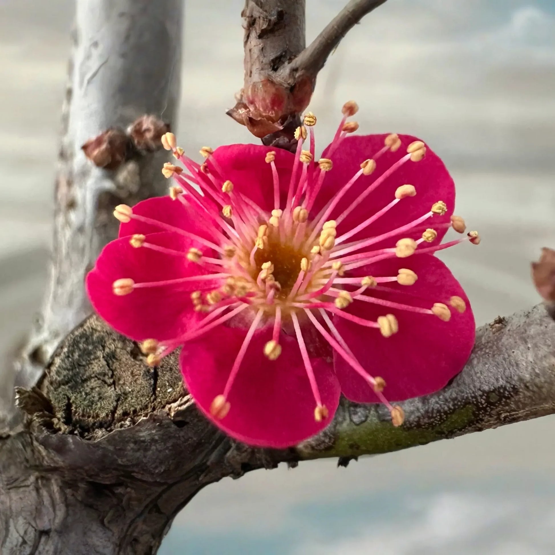 SUPER RARE Bonsai Red Apricot - 3 Fresh Cuttings for Rooting or Grafting (Mai Do) - Exotic, Hardy, Perfect for Bonsai